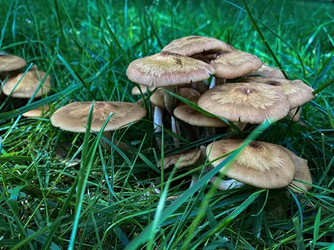 Ringless Honey Fungus