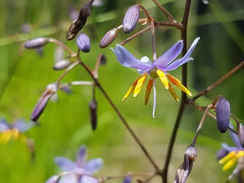 Paroo Lily