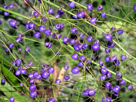 Blue Flax-lily