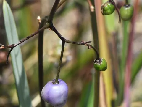Purple-pea Lily