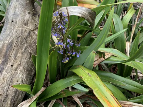 Flax-lily