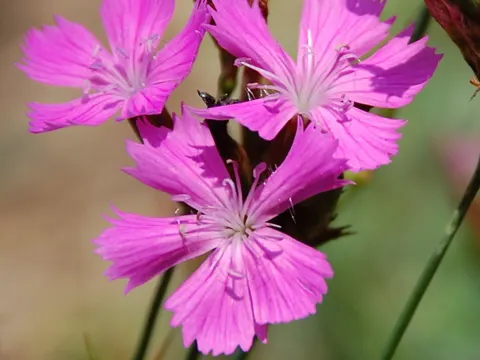 Carthusian Pink