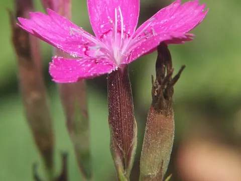 Maiden Pink