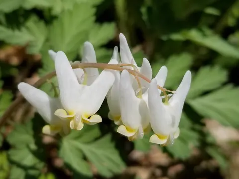 Dutchman's Breeches