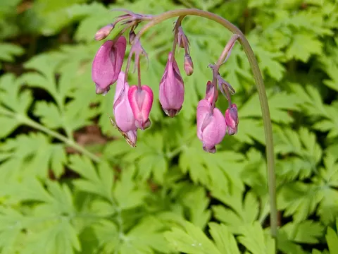 Bleeding Heart