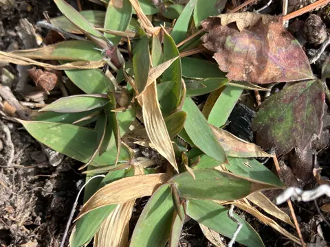 Deer-tongue Grass