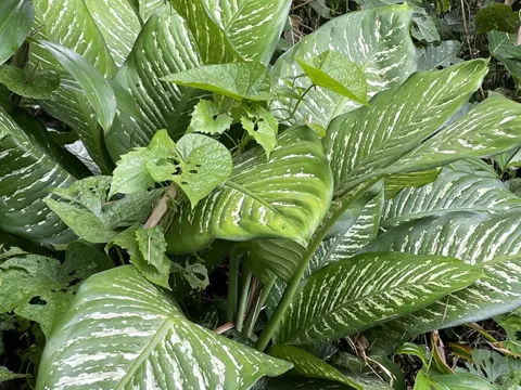 Dumb Cane