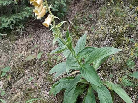 Yellow Foxglove