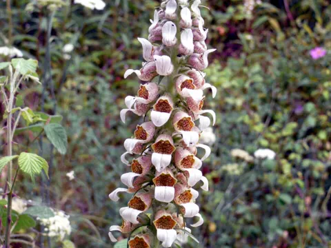 Grecian Foxglove