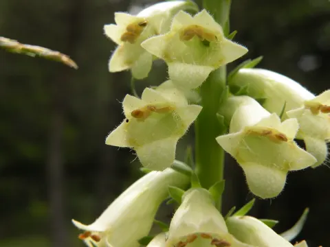 Straw Foxglove