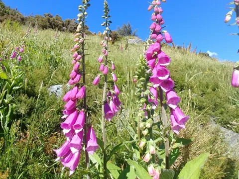 Foxglove