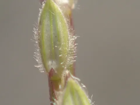 Hairy Crabgrass
