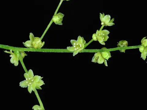 Wild Yam