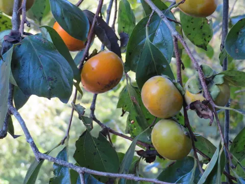 Persimmon
