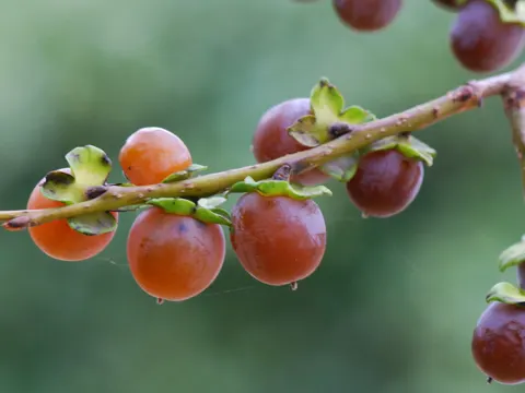 Date-plum
