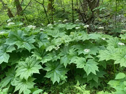 Diphylleia cymosa