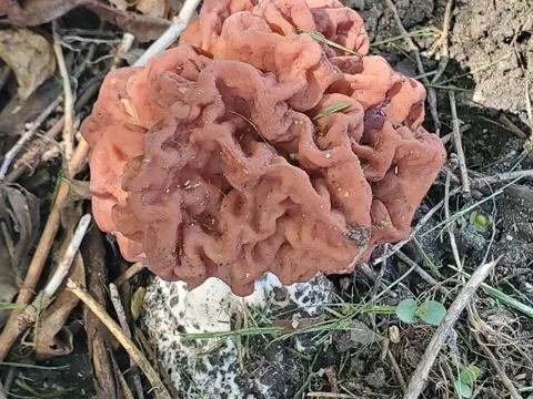 Big Red False Morel