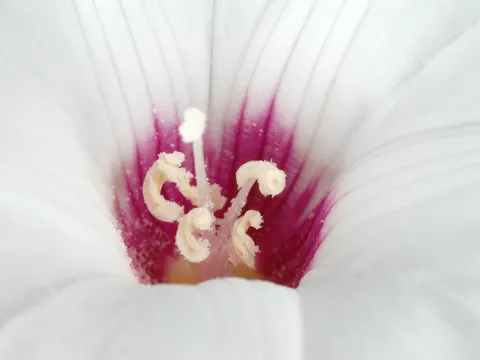 Alamo Vine