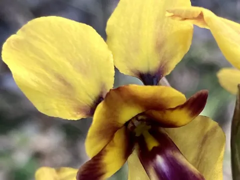 Magnificent Diuris
