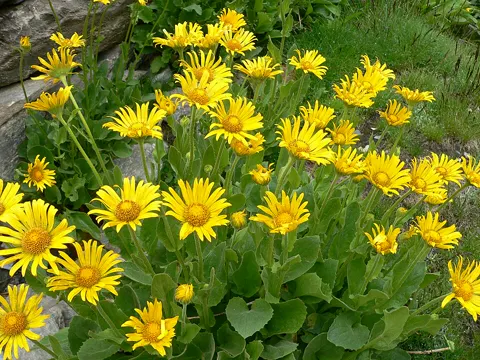 Large-leaved Leopard's Bane