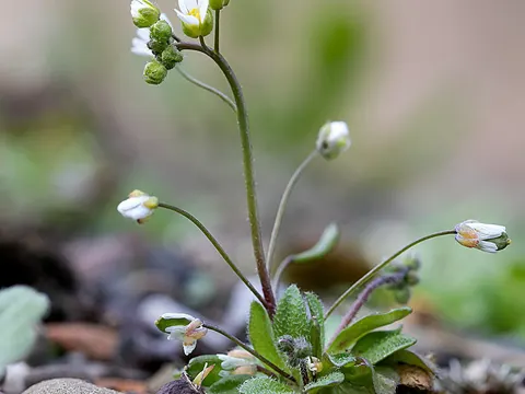 Spring Draba