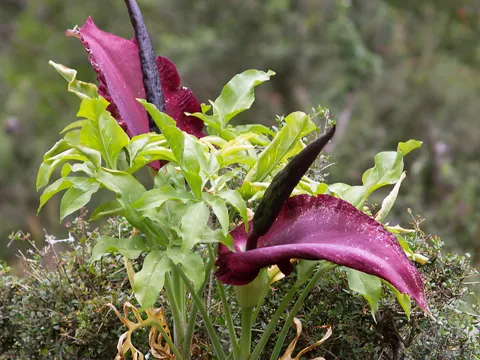 Dragon Arum
