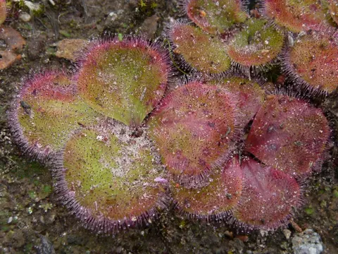 Red-root Sundew