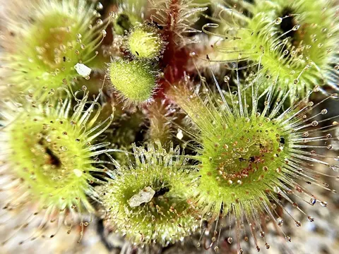 Catchfly Sundew