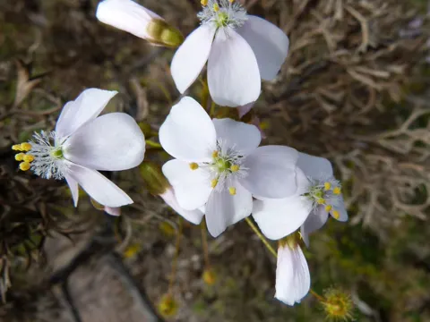 Large-flowered Sundew