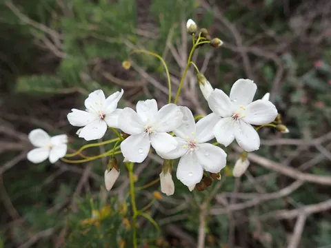 Pale Sundew