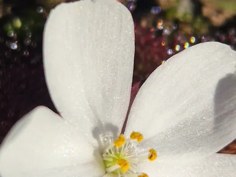 Rosetted Sundew