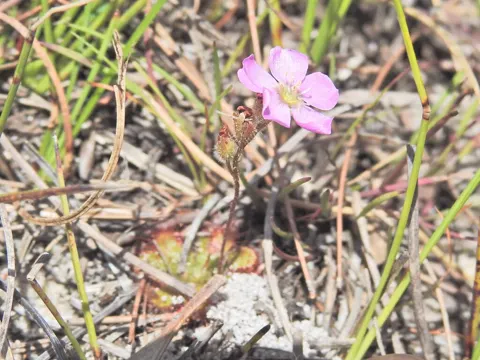 Spoon-leaf Sundew