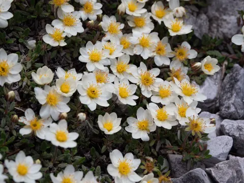 Mountain Avens