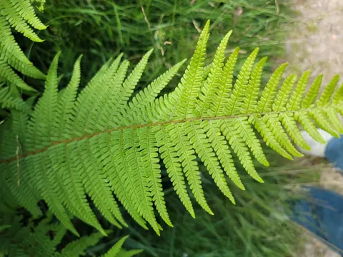 Scaly Male Fern