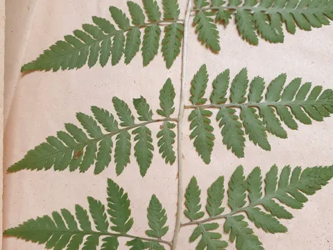 Narrow Buckler Fern