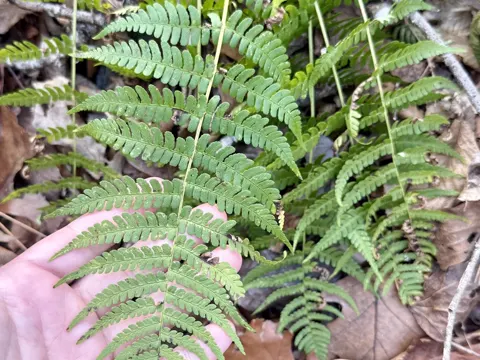 Marginal Wood Fern