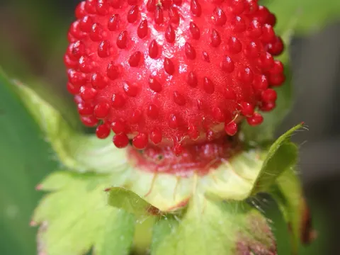 Mock Strawberry