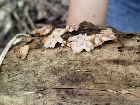White Jelly Fungus