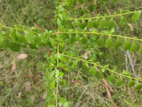 Duranta Golden Eye