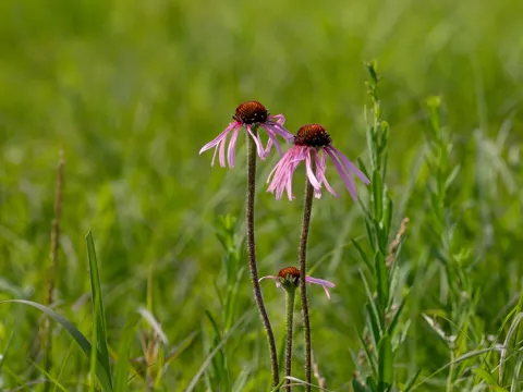 Pale Coneflower