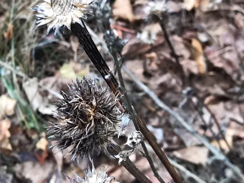 Purple Coneflower