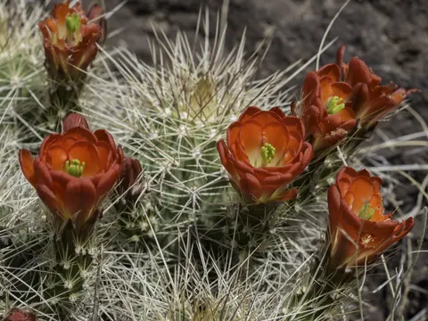 Claret Cup Cactus