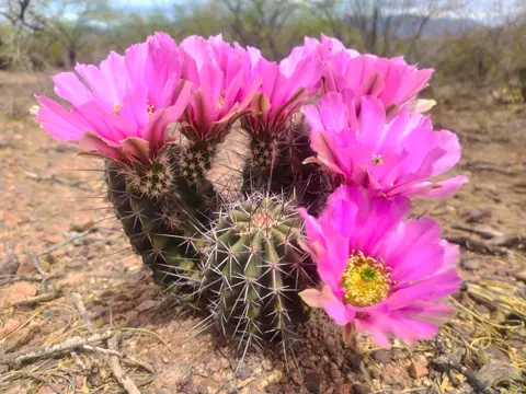 Hedgehog Cactus