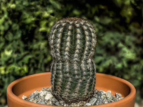 Lace Hedgehog Cactus