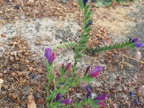 Bristly Oxtongue