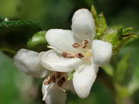 Ehretia