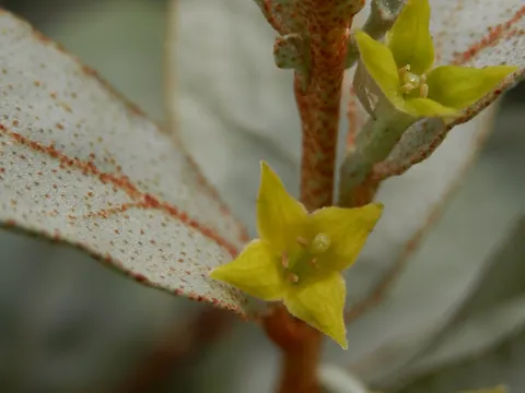 Silverberry
