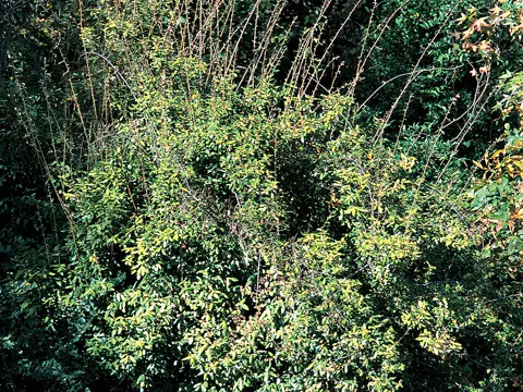 Thorny Elaeagnus