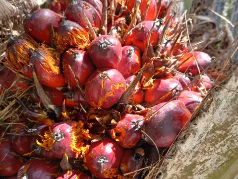 Oil Palm