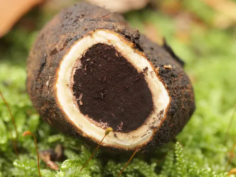 False Truffle